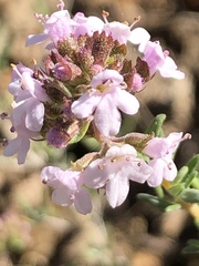 Thymus vulgaris