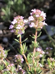 Thymus vulgaris