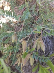 Astragalus cibarius