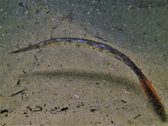 Siphonognathus argyrophanes