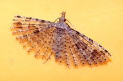Alucita bidentata