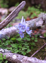 Corydalis lineariloba