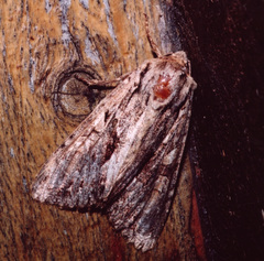 Apamea monoglypha