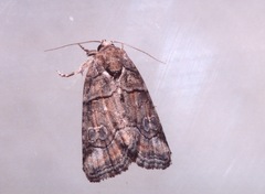 Bryophila ravula