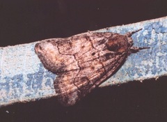 Bryophila ravula