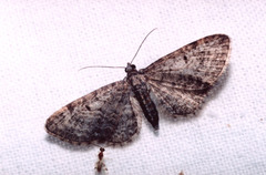 Eupithecia massiliata