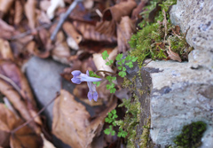 Corydalis lineariloba