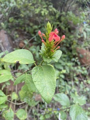 Ruspolia hypocrateriformis australis
