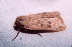 Hoplodrina blanda