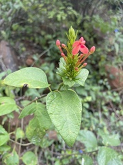 Ruspolia hypocrateriformis australis