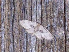 Idaea laevigata