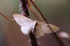 Idaea macilentaria