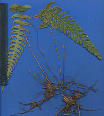 Blechnum appendiculatum