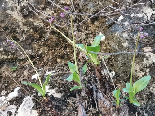 Primula carniolica (Primula carniolica)