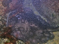 Urolophus circularis