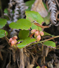 Schizocodon ilicifolius intercedens