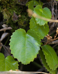 Schizocodon ilicifolius intercedens