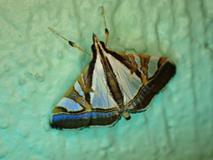 Agrioglypta itysalis