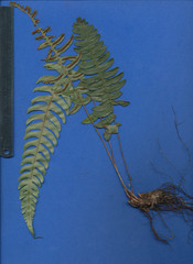 Blechnum appendiculatum