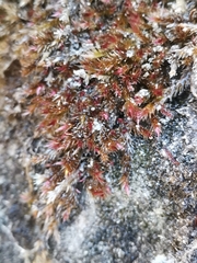 Orthothecium rufescens