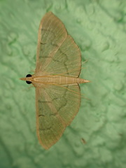 Poliobotys ablactalis