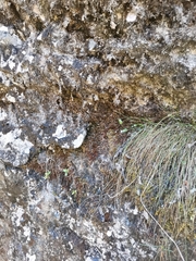 Orthothecium rufescens