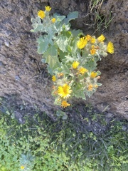 Andryala pinnatifida pinnatifida