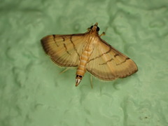 Cnaphalocrocis patnalis