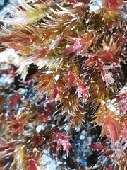 Orthothecium rufescens