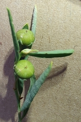 Phyllanthus virgatus