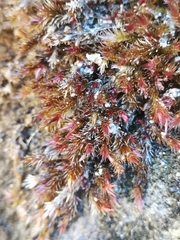 Orthothecium rufescens