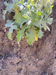 Andryala pinnatifida pinnatifida