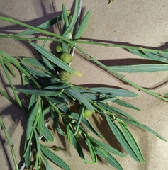 Phyllanthus virgatus