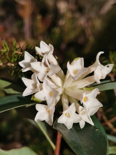 Image of Daphne blagayana by (c) Ljaž, some rights reserved (CC BY)