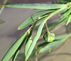 Phyllanthus virgatus