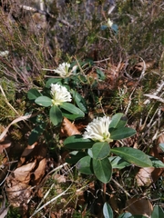 Daphne blagayana