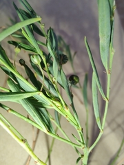 Phyllanthus virgatus