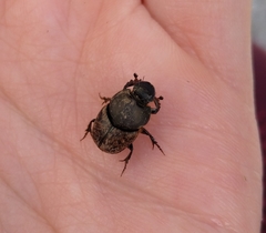 Palaeonthophagus
