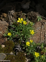 Ceratocephala