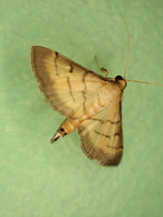 Cnaphalocrocis patnalis