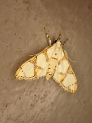 Cirrhochrista bracteolalis