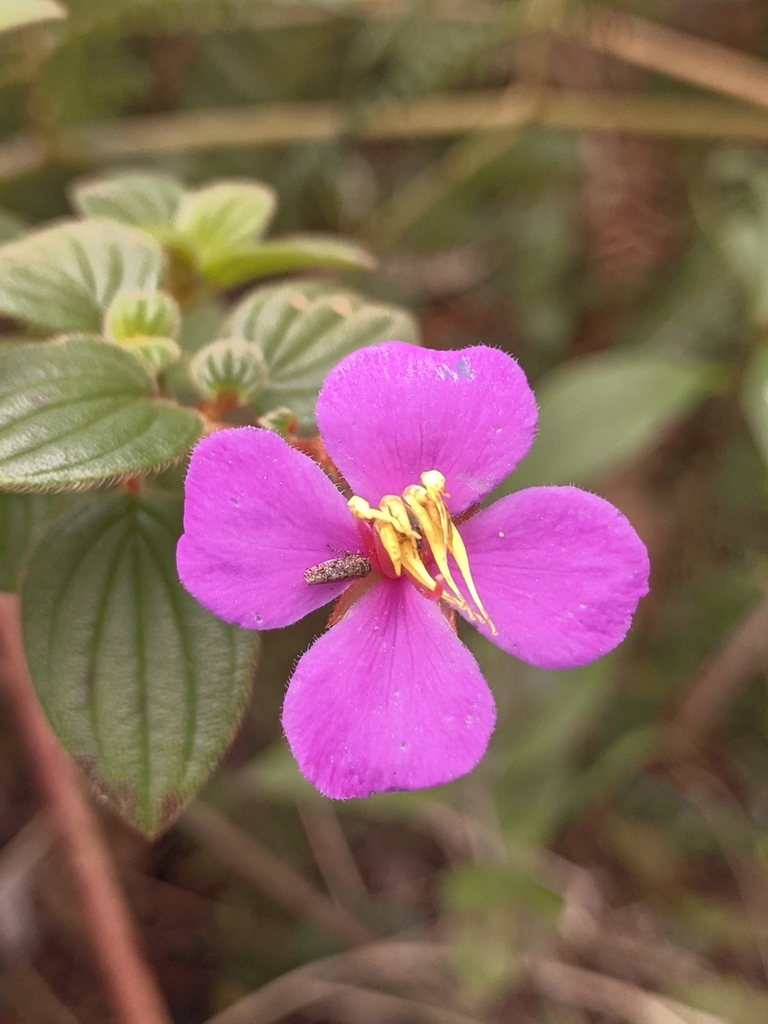 Monochaetum bonplandii