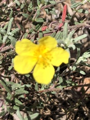 Helianthemum nummularium