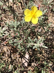 Helianthemum nummularium