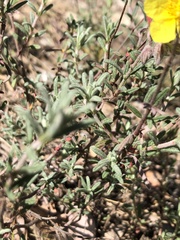 Helianthemum nummularium