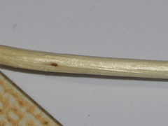 Salix aurita