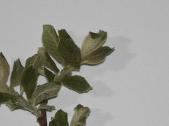 Salix aurita