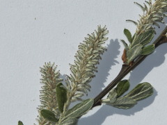 Salix aurita
