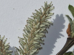 Salix aurita