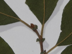 Salix aurita